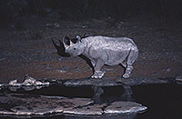 Rhinoceros (Black), Etosha NP, Namibia  -  Rhinoceros noir  14992