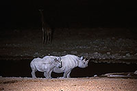 Rhinoceros (Black), Etosha NP, Namibia  -  Rhinoceros noir  14993