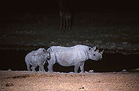 Rhinoceros (Black), Etosha NP, Namibia  -  Rhinoceros noir  14998