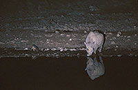 Rhinoceros (Black), Etosha NP, Namibia  -  Rhinoceros noir  15000