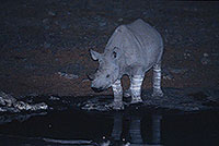 Rhinoceros (Black), Etosha NP, Namibia  -  Rhinoceros noir  15002