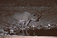 Rhinoceros (Black), Etosha NP, Namibia  -  Rhinoceros noir  15003