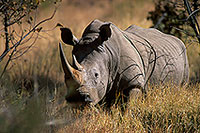 Rhinoceros (White), Kruger Park, S. Africa -  Rhinoceros blanc  15004