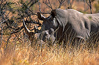 Rhinoceros (White), Kruger Park, S. Africa -  Rhinoceros blanc  15005