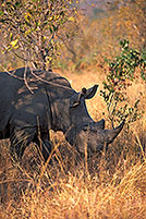 Rhinoceros (White), Kruger Park, S. Africa -  Rhinoceros blanc  15007