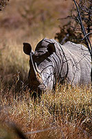 Rhinoceros (White), Kruger Park, S. Africa -  Rhinoceros blanc  15008