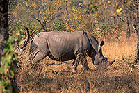 Rhinoceros (White), Kruger Park, S. Africa -  Rhinoceros blanc  15009