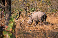 Rhinoceros (White), Kruger Park, S. Africa - Rhinoceros blanc 15010 Rhinoceros (White), Kruger Park, S. Africa - Rhinoceros blanc 15010
