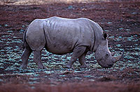 Rhinoceros (White), Kruger Park, S. Africa -  Rhinoceros blanc  15011