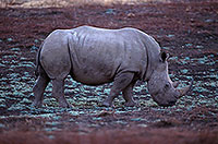 Rhinoceros (White), Kruger Park, S. Africa - Rhinoceros blanc 15011 Rhinoceros (White), Kruger Park, S. Africa - Rhinoceros blanc 15011