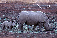 Rhinoceros (White), Kruger Park, S. Africa -  Rhinoceros blanc  15012