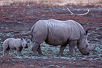 Rhinoceros (White), Kruger Park, S. Africa - Rhinoceros blanc 15012 Rhinoceros (White), Kruger Park, S. Africa - Rhinoceros blanc 15012