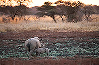 Rhinoceros (White), Kruger Park, S. Africa -  Rhinoceros blanc  15013