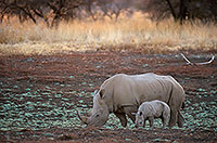 Rhinoceros (White), Kruger Park, S. Africa -  Rhinoceros blanc  15014