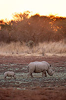 Rhinoceros (White), Kruger Park, S. Africa -  Rhinoceros blanc   15016