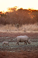 Rhinoceros (White), Kruger Park, S. Africa - Rhinoceros blanc 15016 Rhinoceros (White), Kruger Park, S. Africa - Rhinoceros blanc 15016