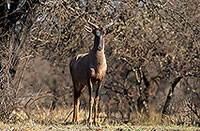 Tsessebe, Kruger Park, S. Africa -  Tsessebe, Damalisque ou Sassaby  15017
