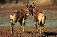 Tsessebe, Kruger Park, S. Africa -  Tsessebe ou Sassaby  15018