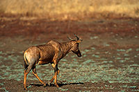 Tsessebe, Kruger Park, S. Africa -  Tsessebe,ou Sassaby  15019
