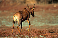 Tsessebe, Kruger Park, S. Africa -  Tsessebe, ou Sassaby  15021