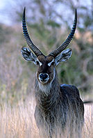 Waterbuck, Kruger NP, S. Africa - Cobe à croissant   15102