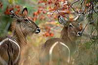 Waterbuck, Kruger NP, S. Africa - Cobe à croissant   15106