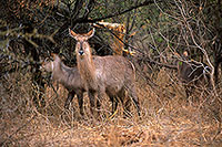 Waterbuck, Kruger NP, S. Africa - Cobe à croissant   15107