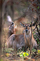 Waterbuck, Kruger NP, S. Africa - Cobe à croissant   15108