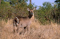 Waterbuck, Kruger NP, S. Africa - Cobe à croissant   15109