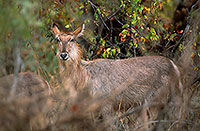 Waterbuck, Kruger NP, S. Africa - Cobe à croissant   15110