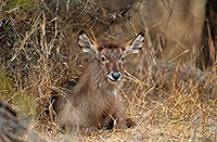 Waterbuck, Kruger NP, S. Africa - Cobe à croissant   15111