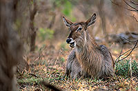 Waterbuck, Kruger NP, S. Africa - Cobe à croissant   15113
