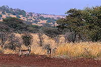 Waterbuck, Kruger NP, S. Africa - Cobe à croissant   15114