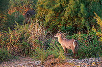 Waterbuck, Kruger NP, S. Africa - Cobe à croissant   15115