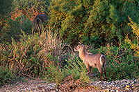 Waterbuck, Kruger NP, S. Africa - Cobe à croissant 15115 Waterbuck, Kruger NP, S. Africa - Cobe à croissant 15115
