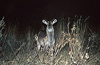 Waterbuck, Moremi Reserve, Botswana - Cobe à croissant   15116