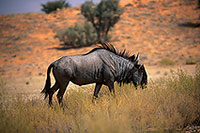 Wildebeest, Kalahari-Gemsbok Park, S. Africa -  Gnou bleu  15117