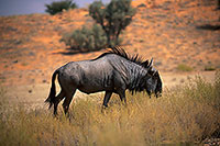 Wildebeest, Kalahari-Gemsbok Park, S. Africa - Gnou bleu 15117 Wildebeest, Kalahari-Gemsbok Park, S. Africa - Gnou bleu 15117