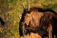 Wildebeest, Kruger NP, S. Africa -  Gnou bleu  15120