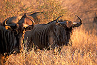 Wildebeest, Kruger NP, S. Africa -  Gnou bleu  15121