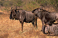 Wildebeest, Kruger NP, S. Africa -  Gnou bleu  15122