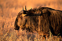 Wildebeest, Kruger NP, S. Africa -  Gnou bleu  15125