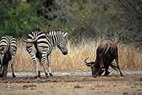 Wildebeest, Kruger NP, S. Africa -  Gnou bleu  15126