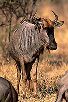 Wildebeest, Kruger NP, S. Africa -  Gnou bleu  15127