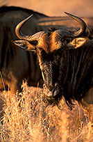 Wildebeest, Kruger NP, S. Africa -  Gnou bleu  15129