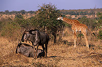 Wildebeest, Kruger NP, S. Africa -  Gnou bleu  15131