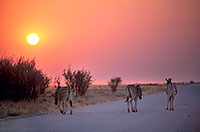 Zebra, sunset, Etosha NP, Namibia -  Zèbres au couchant  15132