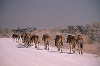 Zebra, dirt road, Etosha NP, Namibia -  Zèbres sur piste  15134