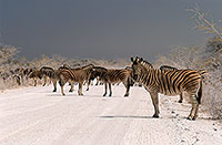 Zebra, dirt road, Etosha NP, Namibia -  Zèbres sur piste  15135