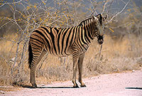 Zebra, dirt road, Etosha NP, Namibia -  Zèbre sur piste  15136